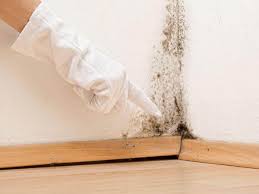 Best Mold Remediation for Healthcare Facilities  in Rio Bravo, TX